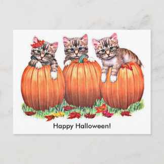 Kittens on Pumpkins for Halloween Postcard