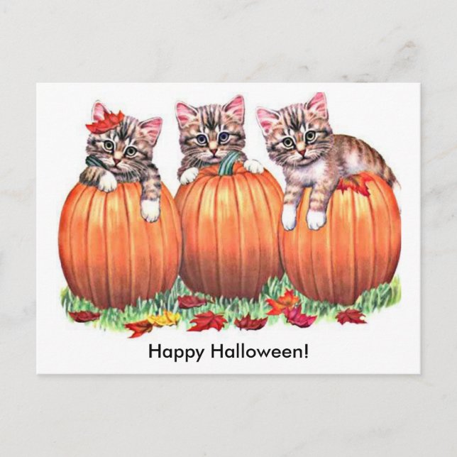 Kittens on Pumpkins for Halloween Postcard (Front)