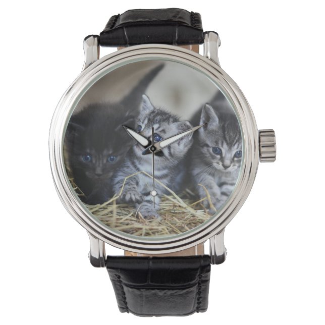 Kittens, Pet, Felines Watch (Front)