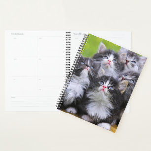 Kittens Planner