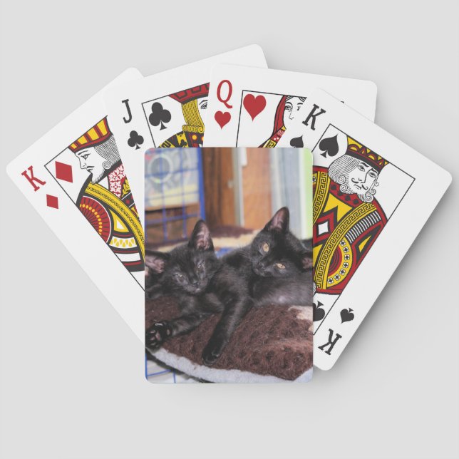 Kittens  playing cards (Back)