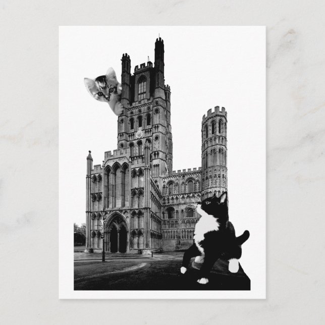 Kittens playing on Ely Cathedral Postcard (Front)