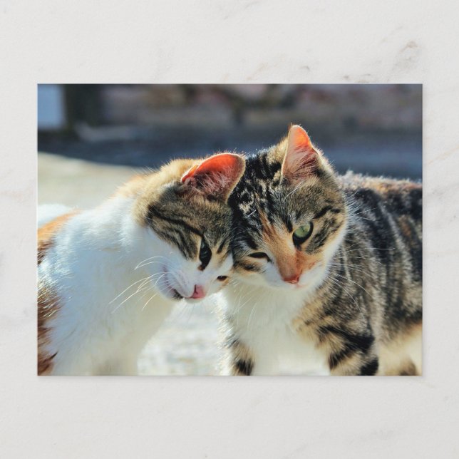 Kittens Postcard (Front)