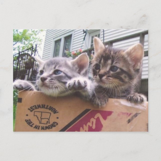 Kittens Postcards (Front)