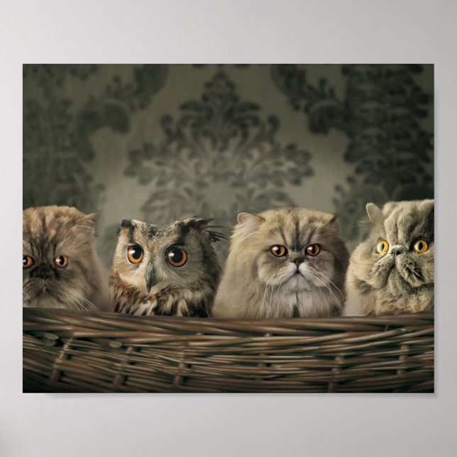Kittens Poster (Front)