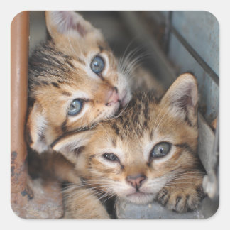 Kittens Square Sticker
