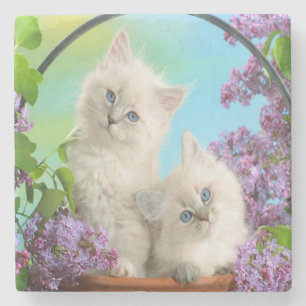 Kittens Stone Coaster