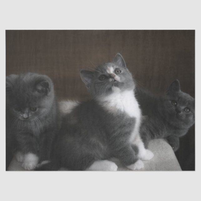 kittens tissue paper (Front)