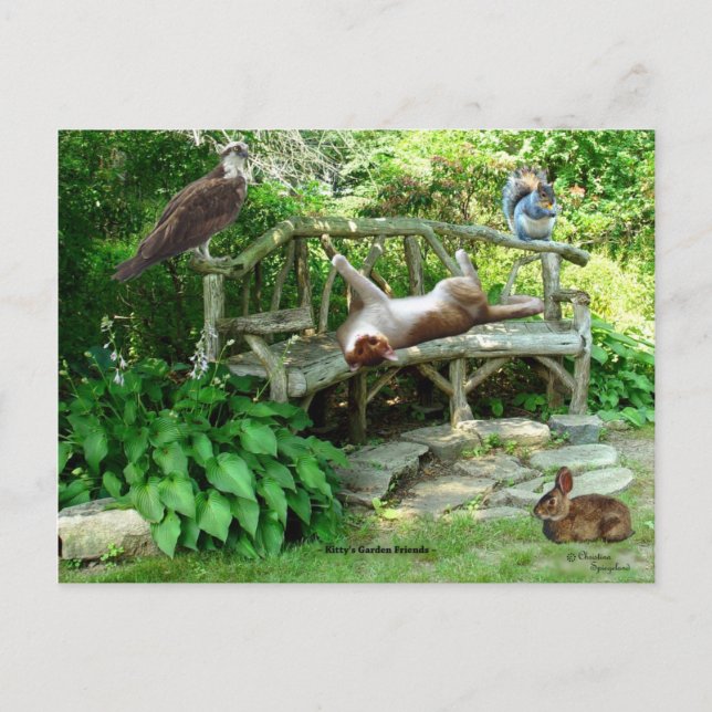 Kittens Wildlife Friends Postcard (Front)