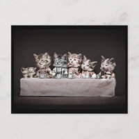 Kitties at the Tea Table