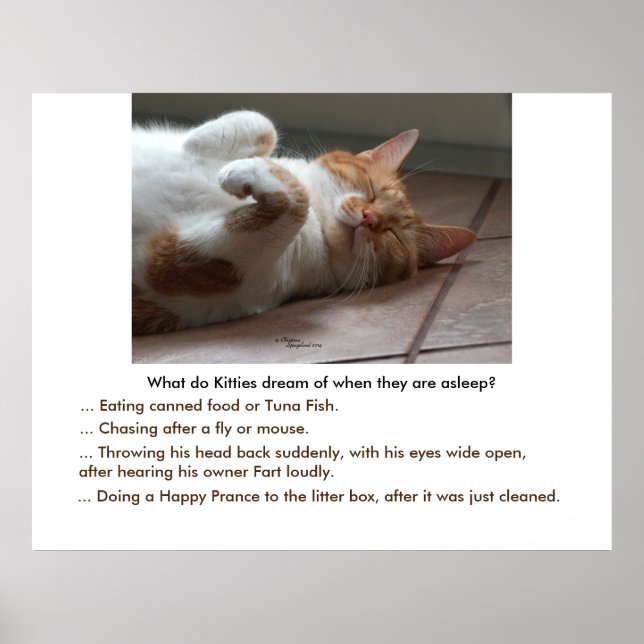 Kitties dream of Poster or Print (Front)