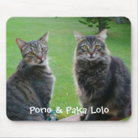Kitties Pono & Paka Lolo