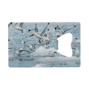Kittiwakes Flying