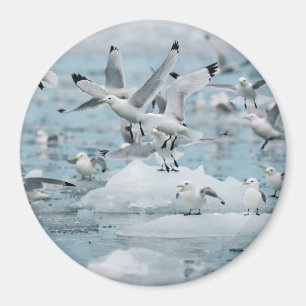 Kittiwakes Flying Magnet
