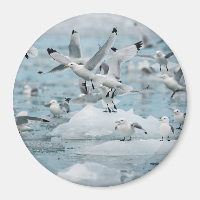 Kittiwakes Flying Magnet (Front)