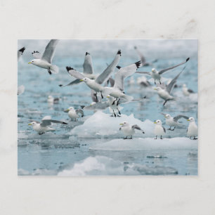 Kittiwakes Flying Postcard