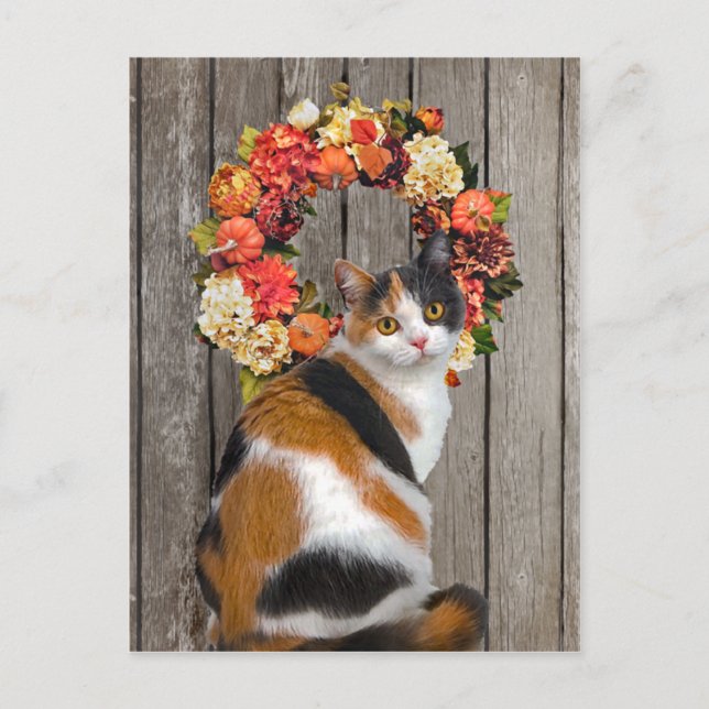 "Kittles" Postcard (Front)