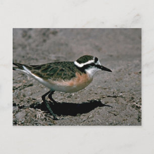 Kittlitz's Plover Postcard