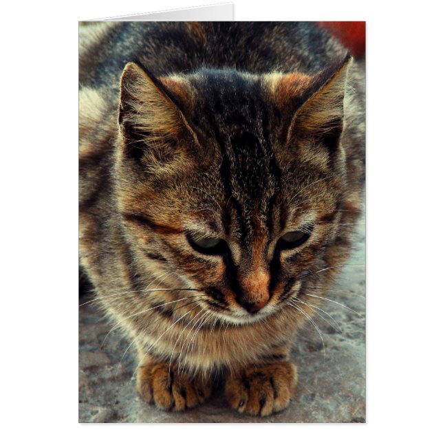 Kitty (Front)