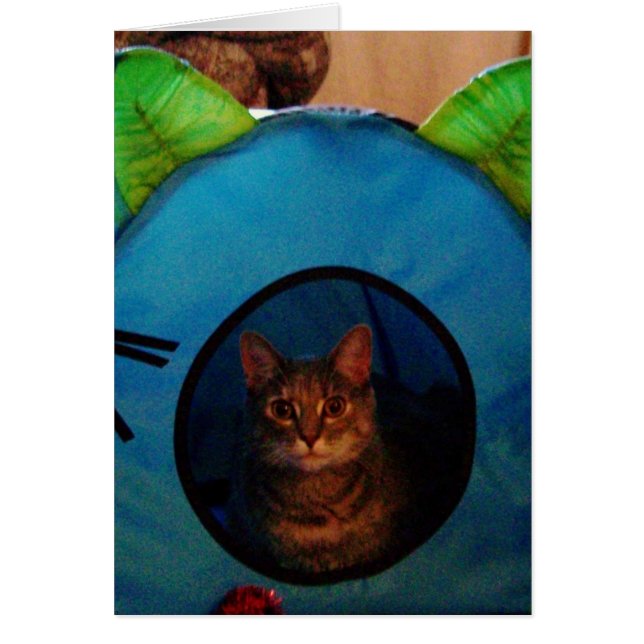 Kitty (Front)