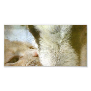 Kitty and Goat Friends Photo Print