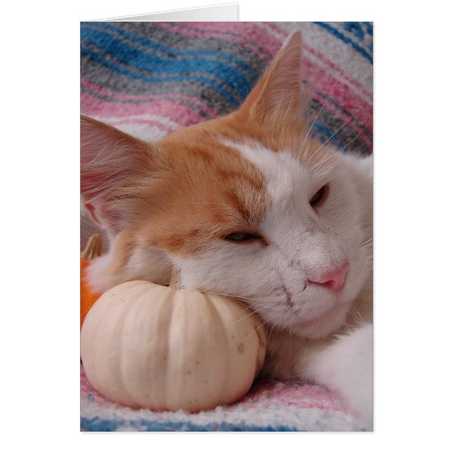 Kitty and Pumpkin (Front)
