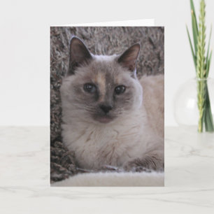 Kitty Blue's portrait Card