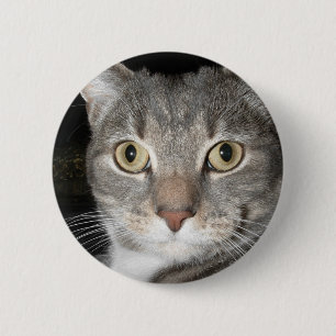 Kitty button