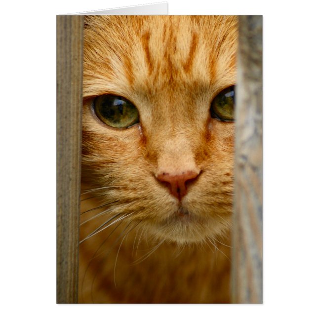 Kitty Card (Front)