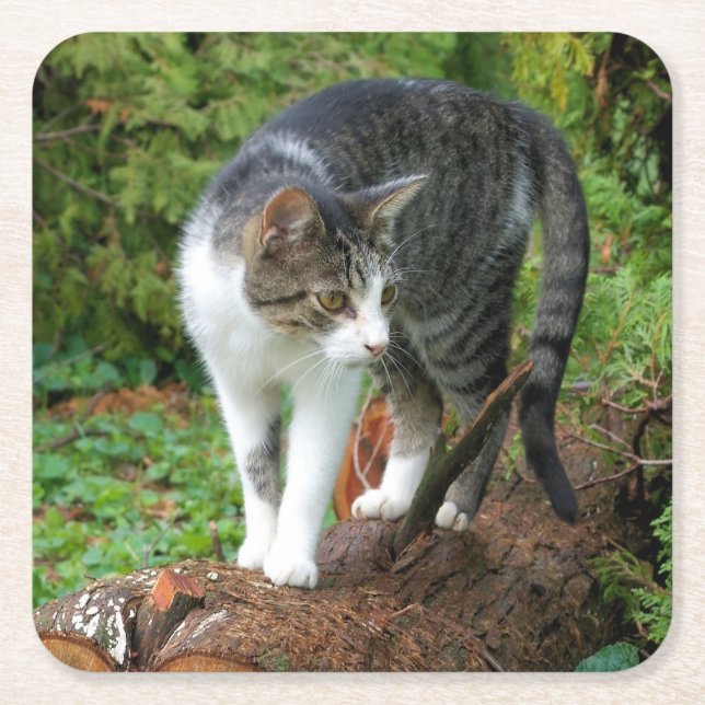 Kitty - Cat - Drink Coaster (Front)