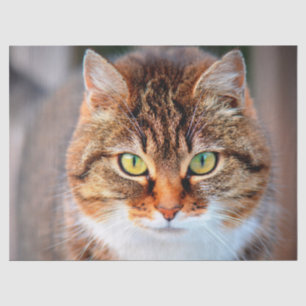 kitty cat face tissue paper