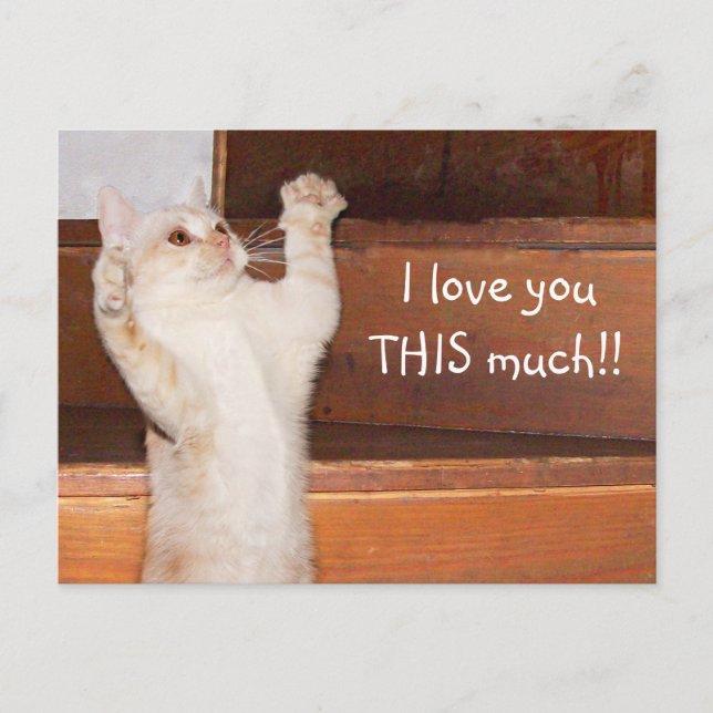 Kitty cat love postcard (Front)