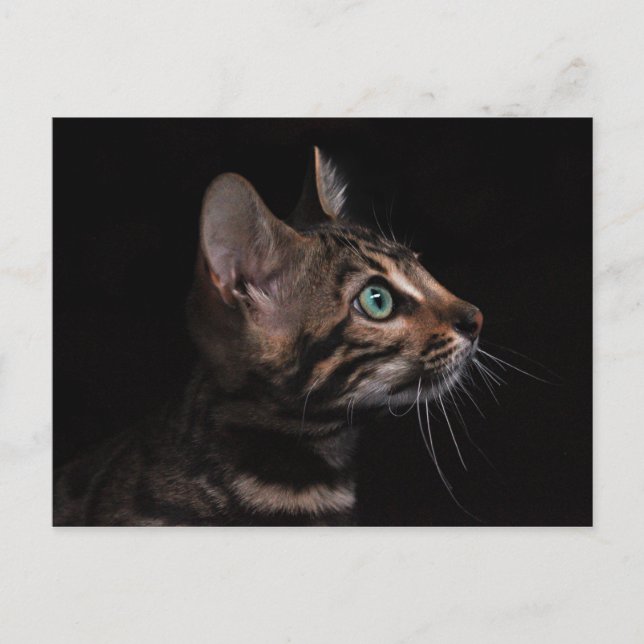 kitty cat postcard (Front)