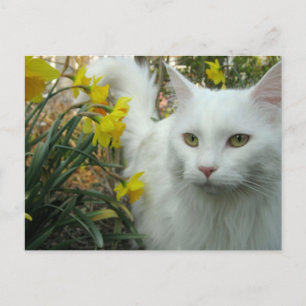 Kitty Cat Postcard