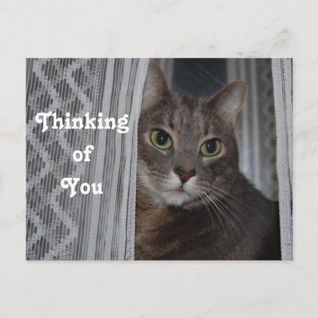 Kitty Cat Thinking of You Postcard (Front)