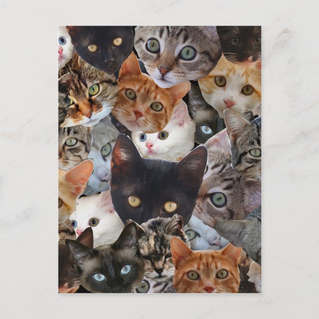 Kitty Collage Postcard (Front)