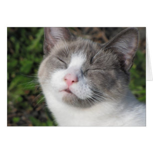 Kitty Face