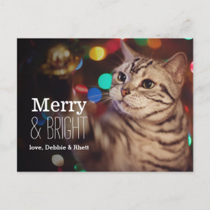Kitty helping with the Christmas tree Holiday Postcard