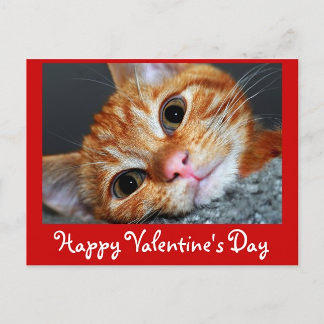 Kitty Kat Holiday Postcard (Front)