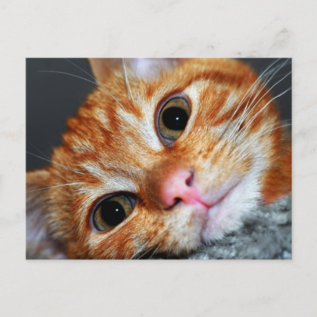 Kitty Kat Postcard (Front)