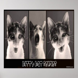 Kitty Kat Selfies Poster
