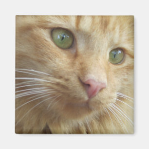 Kitty Koi Magnet