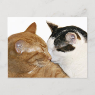 Kitty Love Postcard