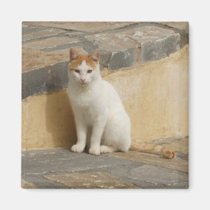 Kitty Magnet