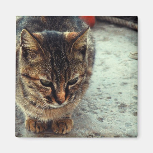 Kitty Magnet (Front)