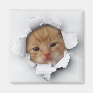 Kitty Magnet