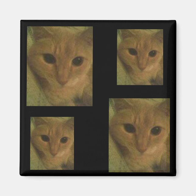 Kitty Magnet (Front)