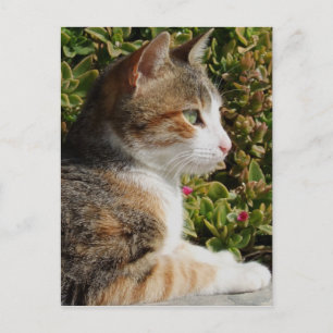 Kitty Postcard