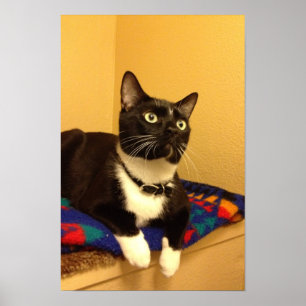 Kitty poster