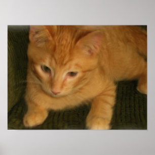 Kitty Poster